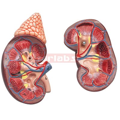 Interlabs? Kidney & Adrenal Gland Model